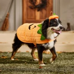 Frisco Pumpkin Dog & Cat Costume -Dog Supplies Store 144446 PT7. AC SS1800 V1567180408
