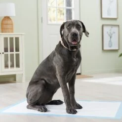 Frisco Premium Giant Dog Training & Potty Pads 16 Frisco Premium Giant Dog Training & Potty Pads -Dog Supplies Store 152699 PT6. AC SS1800 V1674671620