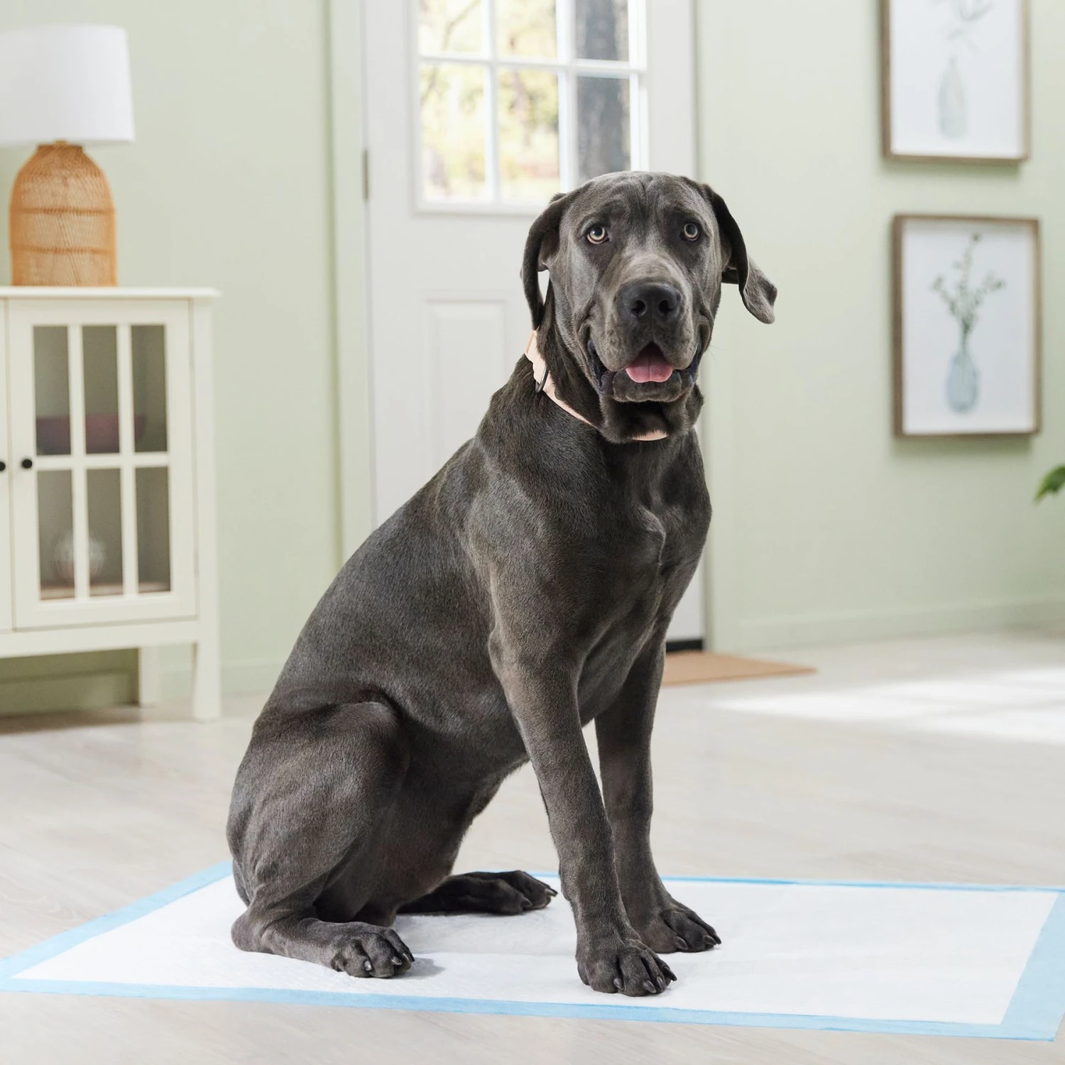 Frisco Premium Giant Dog Training & Potty Pads 8 Frisco Premium Giant Dog Training & Potty Pads - Image 7