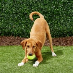 Frisco Fetch Squeaky Tennis Ball Dog Toy -Dog Supplies Store 152803 PT6. AC SS1800 V1691776652