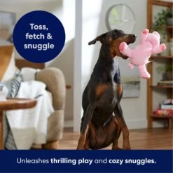 Frisco Corduroy Plush Squeaking Pig Dog Toy -Dog Supplies Store 152832 PT4. AC SS1800 V1695671001