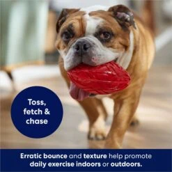 Frisco Football TPR Squeaky Dog Toy -Dog Supplies Store 154412 PT3. AC SS1800 V1686578718