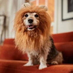 Frisco Lion Mane Dog & Cat Costume -Dog Supplies Store 158732 PT7. AC SS1800 V1691686202