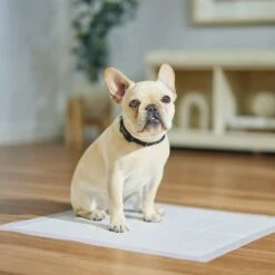 Frisco Dog Training Pads 13 Frisco Dog Training Pads -Dog Supplies Store 173778 PT5. AC SS1800 V1674674461