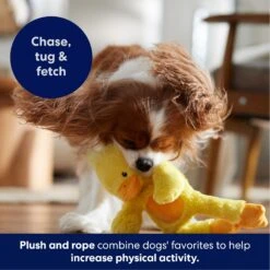 Frisco Duck Plush With Inside Rope Squeaky Dog Toy 12 Frisco Duck Plush With Inside Rope Squeaky Dog Toy -Dog Supplies Store 174723 PT4. AC SS1800 V1695671059