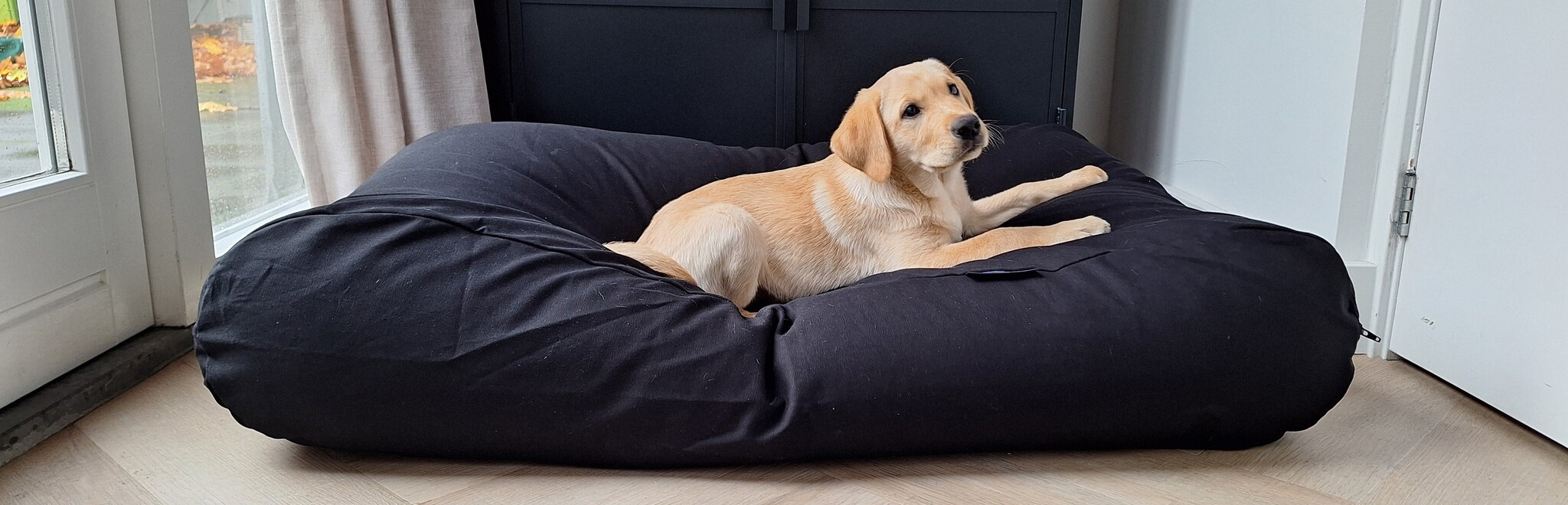 Dog Supplies Store -Dog Supplies Store 2