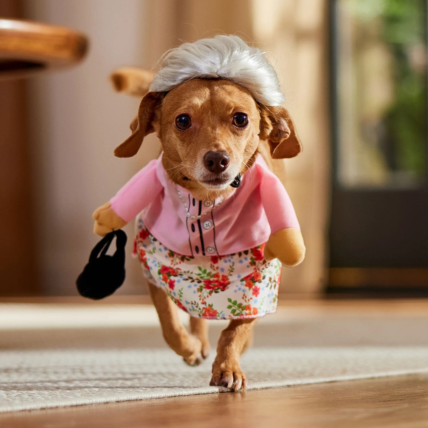 Frisco Front Walking Granny Dog & Cat Costume 10 Frisco Front Walking Granny Dog & Cat Costume - Image 9