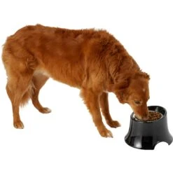 Frisco Stainless Steel Bowl With Elevated Stand 14 Frisco Stainless Steel Bowl With Elevated Stand -Dog Supplies Store 216020 PT6. AC SS1800 V1605653241