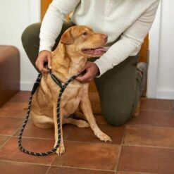 Frisco Reflective Rope Slip Lead Dog Leash -Dog Supplies Store 221212 PT4. AC SS1800 V1699388234