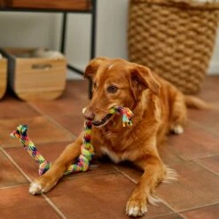 Frisco 4-Knot Tri-Color Rope Dog Toy 7 Frisco 4-Knot Tri-Color Rope Dog Toy -Dog Supplies Store 242139 PT2. AC SS1800 V1605208764
