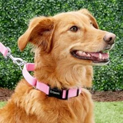 Frisco Solid Nylon Personalized Martingale Dog Collar -Dog Supplies Store 249561 PT6. AC SS1800 V1628878316