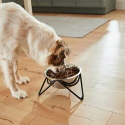 Frisco Triangle Iron Non-Skid Elevated Dog & Cat Bowl -Dog Supplies Store 257155 PT5. AC SS1800 V1692987369
