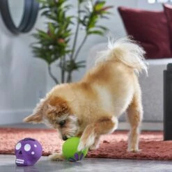 Frisco Halloween Sugar Skulls Latex Squeaky Dog Toy -Dog Supplies Store 270518 PT3. AC SS1800 V1689878507