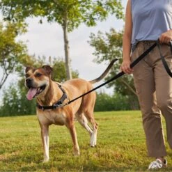 Frisco Basic No Pull Harness -Dog Supplies Store 277873 PT4. AC SS1800 V1629816999