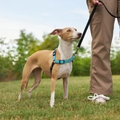 Frisco Padded Reflective No Pull Harness -Dog Supplies Store 277892 PT4. AC SS1800 V1629816716