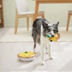 Frisco Brunch Quiche 2-in-1 Plush Squeaky Dog Toy -Dog Supplies Store 297248 PT3. AC SS1800 V1642089163