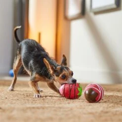 Frisco Valentine Chocolate Covered Strawberries Latex Squeaky Dog Toy 8 Frisco Valentine Chocolate Covered Strawberries Latex Squeaky Dog Toy -Dog Supplies Store 298923 PT3. AC SS1800 V1701365172