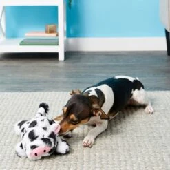 Frisco Cow Plush Squeaky Dog Toy & Playology Scented Dual Layer Ring Dog Toy -Dog Supplies Store 319488 PT3. AC SS1800 V1630626696