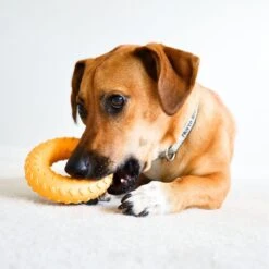 Frisco Cow Plush Squeaky Dog Toy & Playology Scented Dual Layer Ring Dog Toy -Dog Supplies Store 319488 PT8. AC SS1800 V1630625808