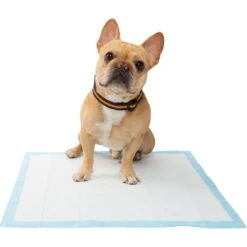 Frisco Training Pad Holder & Frisco Premium Dog Training & Potty Pads -Dog Supplies Store 319526 PT8. AC SS1800 V1630628180