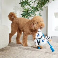 Frisco Dad Gnome Plush With Rope Dog Toy 7 Frisco Dad Gnome Plush With Rope Dog Toy -Dog Supplies Store 327053 PT3. AC SS1800 V1648667286