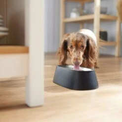 Frisco Long Eared Breed Stainless Steel Dog Bowl, Black, 2 Cup -Dog Supplies Store 331530 PT2. AC SS1800 V1657656874