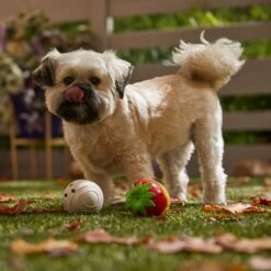 Frisco Halloween Chocolate Covered Strawberries Latex Squeaky Dog Toy 8 Frisco Halloween Chocolate Covered Strawberries Latex Squeaky Dog Toy -Dog Supplies Store 344043 PT3. AC SS1800 V1657657031