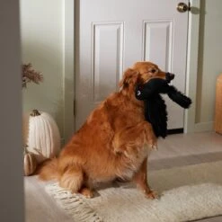 Frisco Halloween Crow Plush Squeaky Dog Toy -Dog Supplies Store 344156 PT3. AC SS1800 V1657657048