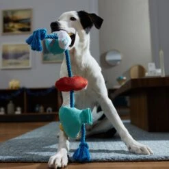 Frisco Hanukkah Celebration Plush With Rope Squeaky Dog Toy 9 Frisco Hanukkah Celebration Plush With Rope Squeaky Dog Toy -Dog Supplies Store 360986 PT3. AC SS1800 V1661874063