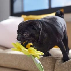 Frisco Spring Sunflower Plush Squeaky Dog Toy -Dog Supplies Store 546766 PT4. AC SS1800 V1702500565