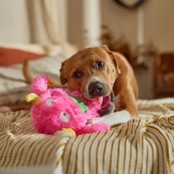 Frisco Halloween Zany Monster Muscle Plush Squeaky Dog Toy 10 Frisco Halloween Zany Monster Muscle Plush Squeaky Dog Toy -Dog Supplies Store 668166 PT3. AC SS1800 V1689271301