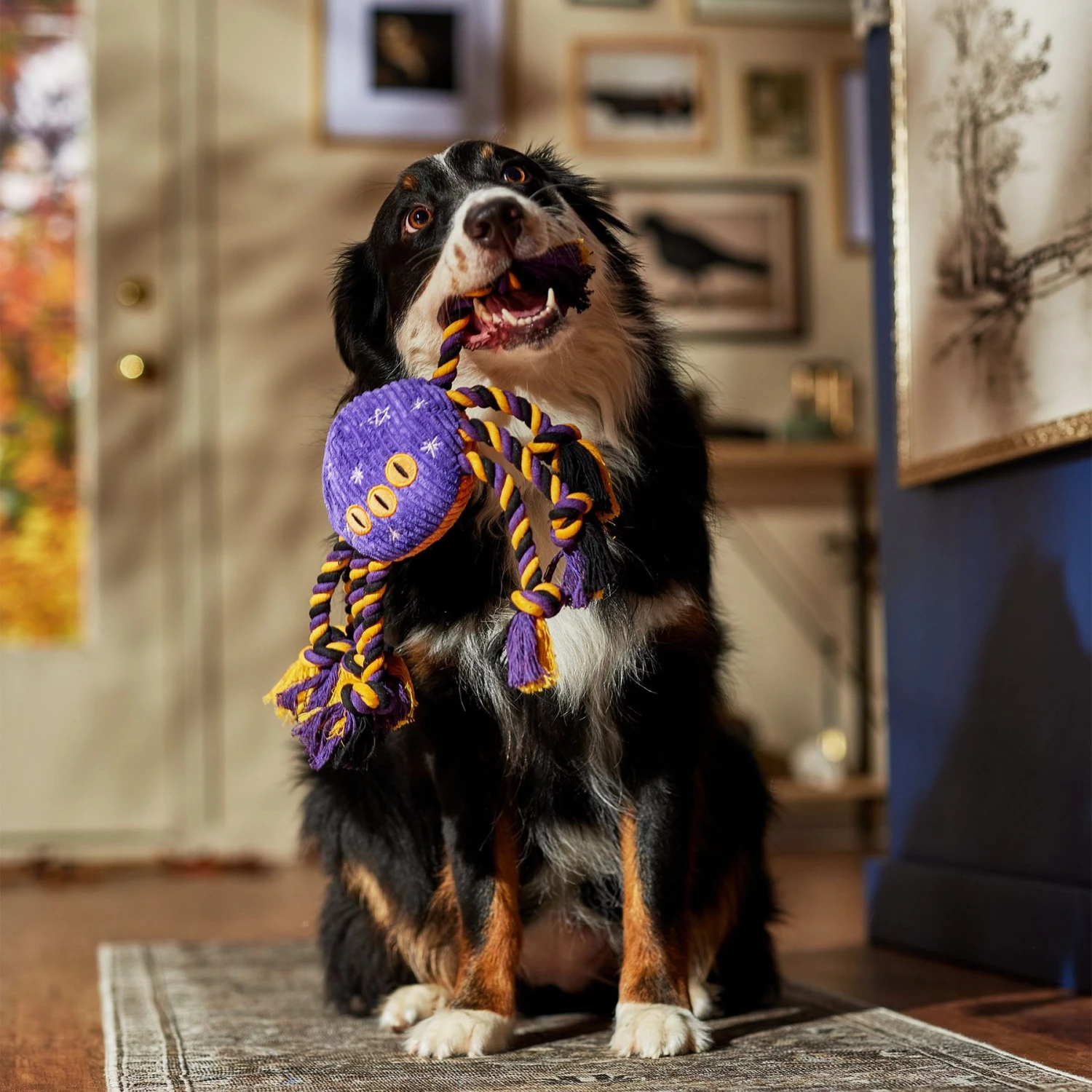 Frisco Halloween Magical Spider Plush With Rope Squeaky Dog Toy 6 Frisco Halloween Magical Spider Plush With Rope Squeaky Dog Toy - Image 4