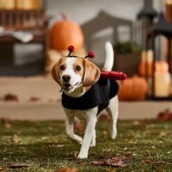 Frisco Glittered Ladybug Dog & Cat Costume 18 Frisco Glittered Ladybug Dog & Cat Costume -Dog Supplies Store 708254 PT7. AC SS1800 V1689354959