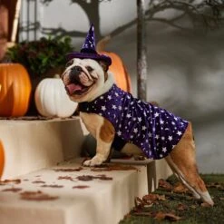 Frisco Cosmic Witch Dog & Cat Costume -Dog Supplies Store 708982 PT7. AC SS1800 V1689350987