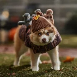 Frisco Squirrels & Nuts Ride-On Dog & Cat Costume 12 Frisco Squirrels & Nuts Ride-On Dog & Cat Costume -Dog Supplies Store 709422 PT7. AC SS1800 V1689270909