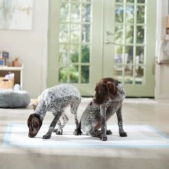 Frisco Mega Non-Skid Ultra Premium Dog Training & Potty Pads -Dog Supplies Store 793822 PT6. AC SS1800 V1683033862